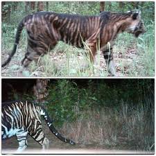Also called golden tabby tigers or strawberry tigers, these flashy felines have very few black stripes. White Black Golden Tigers