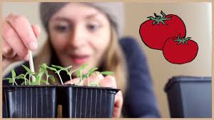 Der verbraucherinformationsdienst aid in bonn hat die zeiten zusammengestellt. Tomaten Aussaen Und Vorziehen Schritt Fur Schritt Anleitung Youtube