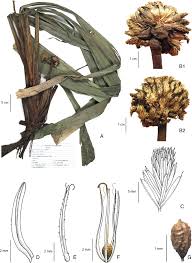 Image result for Hypolytrum heteromorphum