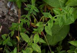 Image result for Hexasepalum sarmentosum