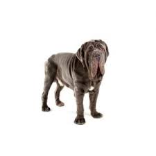 Download our petland app today for information on your local petland's available pets and pet supplies. Neapolitan Mastiff Puppies Petland Summerville