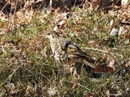 Image result for トラツグミ