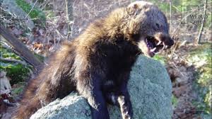 The animal is presumably a north american marten, aka fisher cat. Interesting Facts About Fisher Cat By Weird Square Youtube