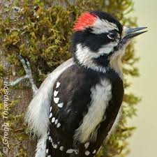 Spotted Bird With Red Patch On Back Of Head Birdnote Timeline Photos Beautiful Birds Downy Woodpecker Downy