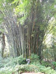 Jetzt bequem online einkaufen und fertig gepackt abholen. Bamboo At Kanapaha Picture Of Kanapaha Botanical Gardens Gainesville Tripadvisor