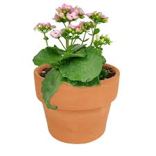 Image result for Kalanchoe calandiva