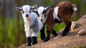 In action how like an angel! Cute Overload Dwarf Goats Track Hidden Objects Science Aaas