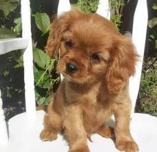 Your walls are a reflection of your personality, so let them. Akc Cavalier King Charles Spaniel Puppies For Sale King Charles Cavalier Spaniel Puppy Spaniel Puppies Spaniel Puppies For Sale
