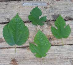 Maybe you would like to learn more about one of these? Mulberry Merriwether Adventurer Flickr Mulberry Tree Tree Leaf Identification Peach Trees