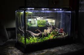 Cryptkeeper54 S Fluval Spec V Betta Aquarium Betta Fish Tank Fish Tank