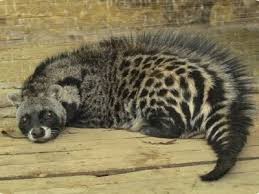 The african continent is home to a diverse group of animals. Animals In Africa African Animals Az Animals