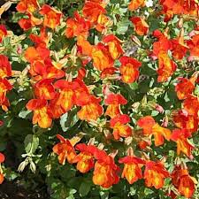Image result for Mimulus