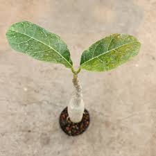 Image result for Fockea multiflora