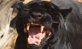 Any of various big cats with black fur; Are There Really Black Panthers The National Wildlife Federation Blog The National Wildlife Federation Blog