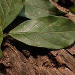 Image result for Cremaspora