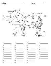 Blank Horse Parts Worksheet Horse Anatomy Horse Camp Horse Lessons