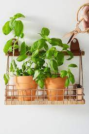 Once you have you have planted your herb garden, make sure that it gets 2 inches (5 cm.) of water every week. How To Start An Herb Garden At Home The Everygirl