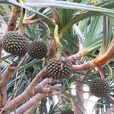 Image result for Pandanus utilis