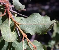 Image result for Combretum imberbe