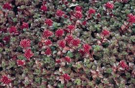 Brilliant red flowers in late summer. Dragons Blood Sedum Pahl S Market Apple Valley Mn