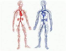 It splits into two main branches, and brings blood from the heart to the lungs. Circulatory System Facts Facts Just For Kids