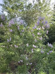 The outstanding quality of many lilac varieties is the sweet fragrances of their flowers. Master Gardener Taming A Lilac Bush Steamboattoday Com