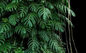 Maybe you would like to learn more about one of these? 8 Beautiful Native Philippine Plants To Brighten Your Space