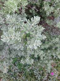 Maybe you would like to learn more about one of these? Garden Answers Plant Identification Texas Sage Evergreen Shrubs Plants