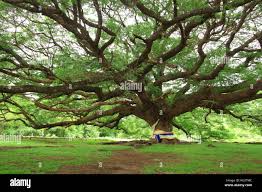 Image result for Samanea saman