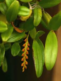 Image result for Bulbophyllum fuscum