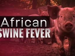 Ratusan Babi di Sikka, NTT, Mati Mendadak Diserang Flu Babi Afrika
