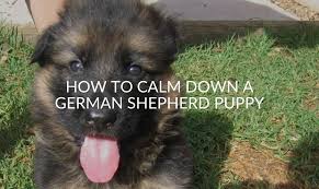 German shepherd dogs with a shoulder height over 64 cm (25 in). How To Calm Down A German Shepherd Puppy 11 Ways Jubilant Pups