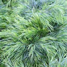 Image result for Carex cognata