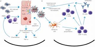 That is not normal if it had really crashed it would say something like: Respiratory Syncytial Virus Rsv Infection And The Host The Innate Download Scientific Diagram