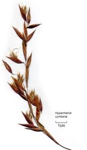 Image result for Hyparrhenia cymbaria