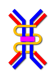 Immunoglobulin a (iga, also referred to as siga in its secretory form) is an antibody that plays a crucial role in the immune function of mucous membranes. Immunoglobulin A Wikipedia