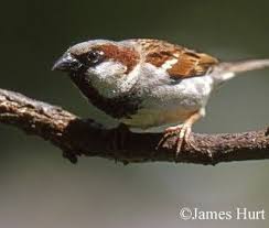 Backyard Birds Of Middle Tennessee Tennessee Watchable Wildlife House Sparrow House Sparrow Wildlife Tennessee