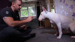 Check spelling or type a new query. English Bull Terrier English Bulldog Bull Terrier Mix Info Pictures Facts Doggie Designer