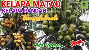 Terbeliak mataku menerima balak besar dan panjang. Contoh Kertas Kerja Projek Tanaman Kelapa Matag Cute766