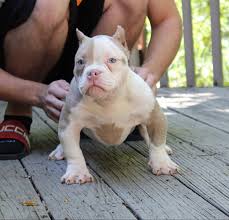 The puppies will be vaccinated, microchipped and registered at canine sa. American Pitbull Puppy For Sale Cheap Buy Online