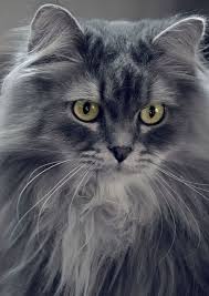Image Result For American Longhair Cat Grey Grey Cat Breeds Cat Breeds Grey Cats