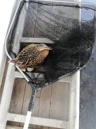 Aber zu nah darf man nicht ran, dann hackt sie. mittlerweile hat die ente 8 eier gelegt! Ds Thalia Stockente Brutet Auf Dem Worthersee Dampfschiff Klagenfurt