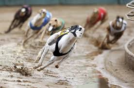 Greyhound rewards has had a facelift. Group Alleges Greyhounds Being Trained With Live Rabbits