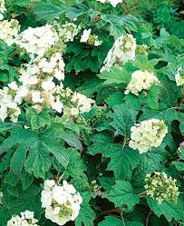 Image result for Hydrangea quercifolia