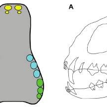 Dental Formula Of The Mouse A Lateral View On The Skull