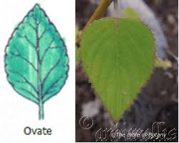 Image result for Coleus sessilifolius