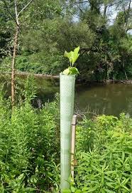 Tree Tubes Are Installed Along Riparian Buffer Zones Act As A Mini Greenhouse For The Tree As Well As Critter Protecti Aquaponics Eco Design Perennial Garden