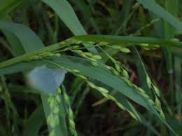 Image result for Ehrharta erecta