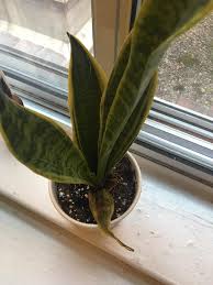 2.1 frangipani wirkt sich positiv auf haut und haar aus. This Leaf On My Snake Is Shrivelling Up What Can I Do For This Plant Plantclinic