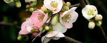 This flowering quince is totally unique, with red, white and pink flowers that emerge on stems before the leaves, in the spring the flowering quince is an heirloom deciduous flowering shrub be the first to review chaenomeles speciosa toyo nishiki flowering quince cancel reply. Chaenomeles Flowering Quince Chaenomeles Speciosa Toyo Nishiki